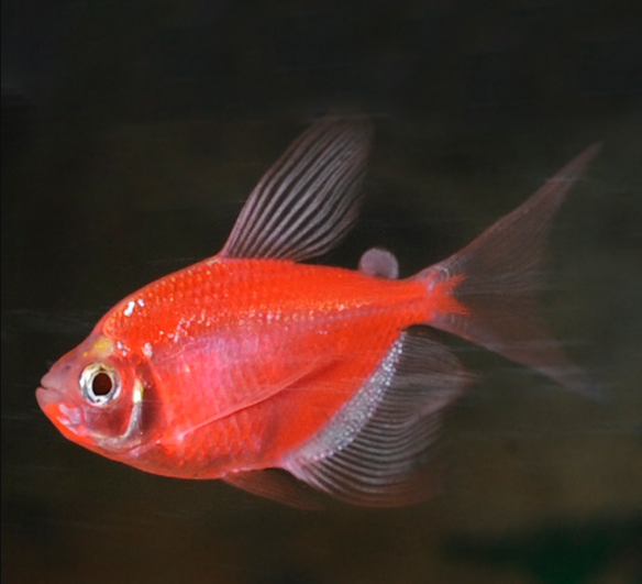 GloFish Red
